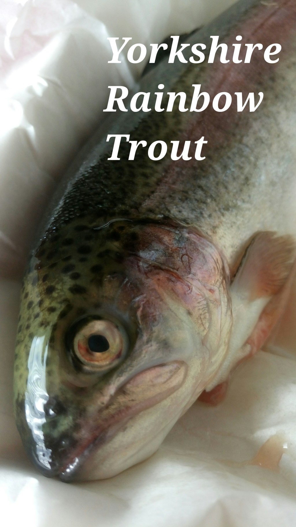 Little fishy on a little dishy